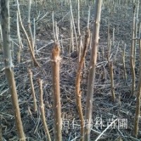 遼寧刺嫩芽苗 一年生刺嫩芽苗批發(fā) 刺老芽苗 刺龍芽苗