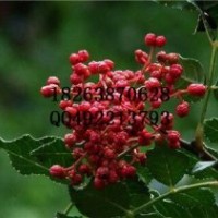 哪里花椒苗價(jià)格便宜？