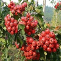 大金星山楂苗、甜紅子山楂苗最新價格、苗圃直銷甜紅子山楂苗