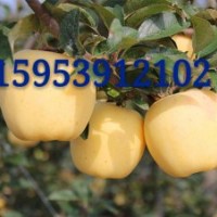 維納斯黃金蘋果苗