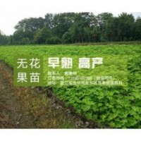 金華無花果苗|無花果苗|<惠星農(nóng)場>