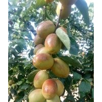 大果型新品種1號