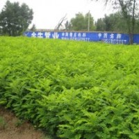 我處大量供應(yīng)文冠果苗，有需要請聯(lián)系??！