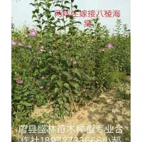 出售自家十萬株八棱海棠小苗
