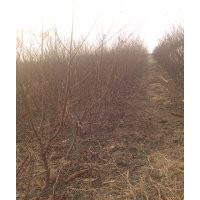 臨沂興旺苗木繁育合作社供應(yīng)貴妃蜜桃苗