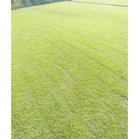 金氏苗木_草坪