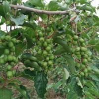 哈爾濱小漿果苗木基地藍(lán)靛果,紅加侖,黑枸杞