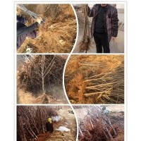 供應(yīng)1-6cm地徑山東煙臺(tái)脫毒大櫻桃樹苗