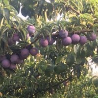 四川金鳳凰李苗