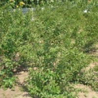 一年生鈣果苗2年生鈣果苗