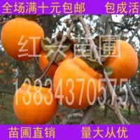 6公分柿子樹-8公分柿子樹-10公分柿子樹