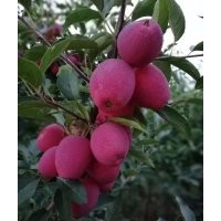 雞心果（錦繡海棠）樹苗