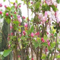 3公分4公分西府海棠大量出售