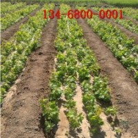 出售葡萄苗_3公分夏黑葡萄苗、巨峰葡萄苗價格多少錢一棵