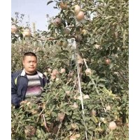 基地直銷(xiāo)煙富8，煙富0，煙富3，魯麗蘋(píng)果苗