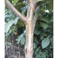 保定地區(qū)售核桃苗