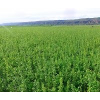 供應(yīng)蘋果苗木