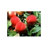 供應桃樹成品苗桃樹毛苗