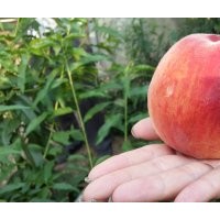 供應黃金蜜2號桃樹苗