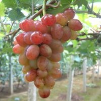 供應(yīng)克倫生無核葡萄苗