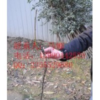 久億公司小苗出售，湖南小苗批發(fā)，湖南小苗基地