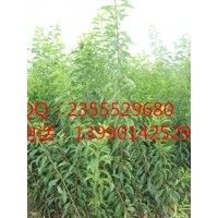 李子樹種植密度，貴州李子苗技術(shù)指導(dǎo)，李子供應(yīng)選擇久億