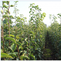 大量供應晚秋黃梨大苗，梨樹苗，次年即可掛果!