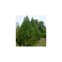 【山東綠化苗木價格】【山東綠化苗木批發(fā)】