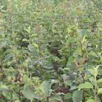 海棠苗棠梨苗杜梨苗大量批發(fā)