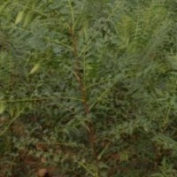 文冠果苗木瓜樹廉價提供