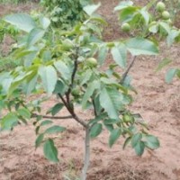 2、3公分核桃苗大量優(yōu)惠供應、核桃苗出售