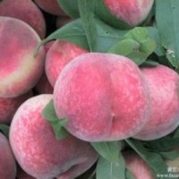 大量低價出售桃樹苗