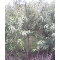 海棠苗山桃苗山杏苗多規(guī)格海棠、山桃山杏樹價(jià)格