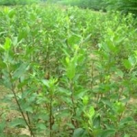 梨樹苗梨樹樹苗