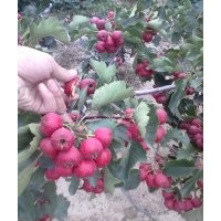 專業(yè)供應(yīng)大金星山楂樹苗