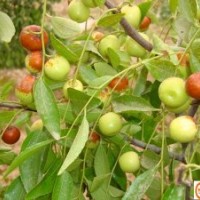 高產(chǎn)棗樹(shù)苗 高成活率棗樹(shù)苗