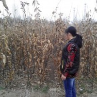 急售2萬棵板栗樹苗