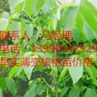 川早2號嫁接核桃苗，岳陽優(yōu)良核桃苗，岳陽川早2號核桃苗