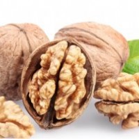 重慶川早2號嫁接核重慶川早2號嫁接核桃苗， 重慶川早2號核桃苗價