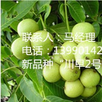 川早2號嫁接核桃苗，川早2號產(chǎn)量，川早2號核桃苗特點