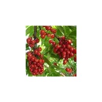 特供石榴樹(shù)，柿子樹(shù)，棗樹(shù)，梨樹(shù)，山楂樹(shù)