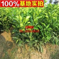 【紅心蜜柚】 平和琯溪特產(chǎn) 紅肉柚子