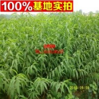 直銷桃樹苗 黃桃苗 小苗 工程苗