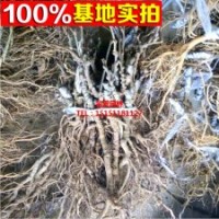 獼猴桃 嫁接紅日 中華 翠玉