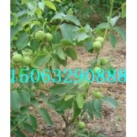 香菱核桃苗，中農(nóng)短枝核桃苗，8518核桃苗