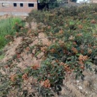 花椒苗大量批發(fā)