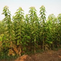 長期供應(yīng)櫻桃苗