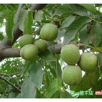 長(zhǎng)期供應(yīng)鈣果苗、櫻桃苗、核桃苗