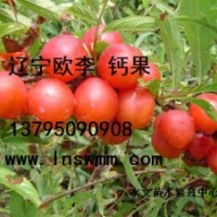 由國立歐李鈣果種子種苗供應(yīng)