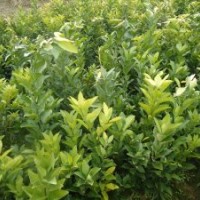 枳殼藥材嫁接苗